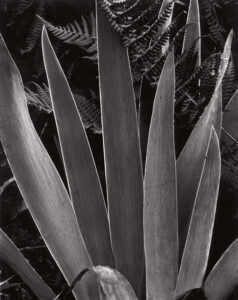 Iris image by photographer Paul Strand circe 1928