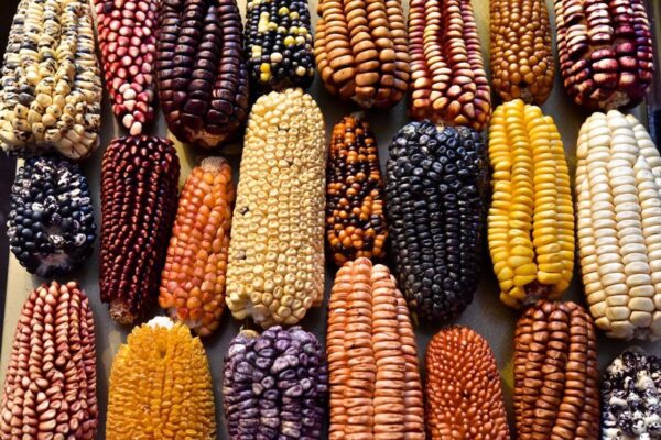 different types of corn from Mexico
