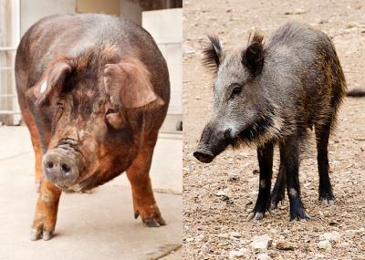 Domesticated Pig and a Wild Boar